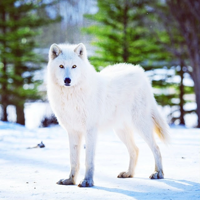 Lauren snapped a gorgeous Husky in Canada